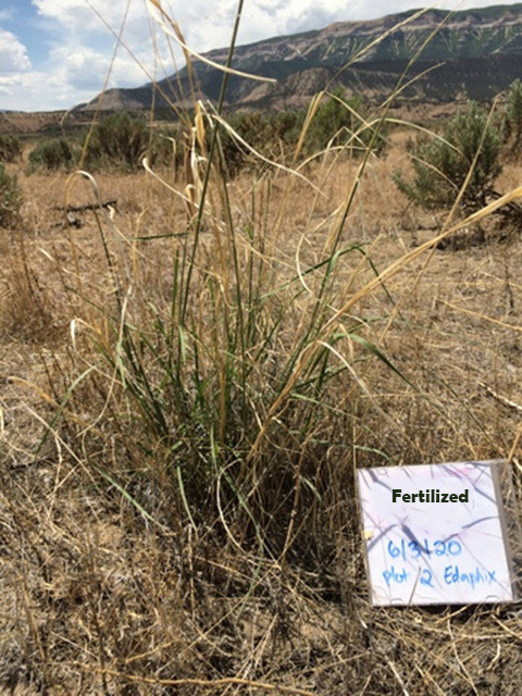 Wildlife Management Area, Northern Utah - unfertilized vs fertilized