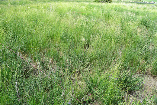 Wildlife Management Area, Northern Utah - treated area