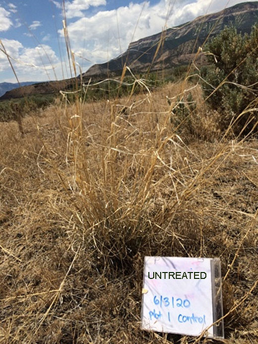 Wildlife Management Area, Northern Utah - untreated area