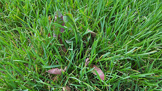 Kentucky bluegrass with dandilion