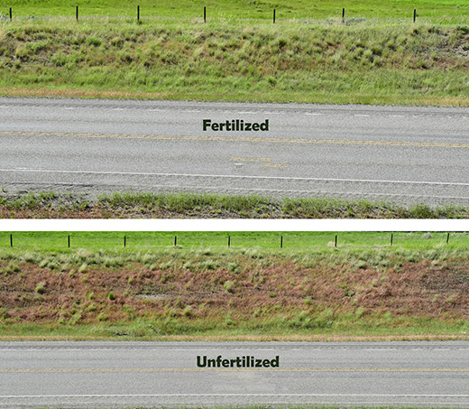 side by side comparison cheatgrass fertilized