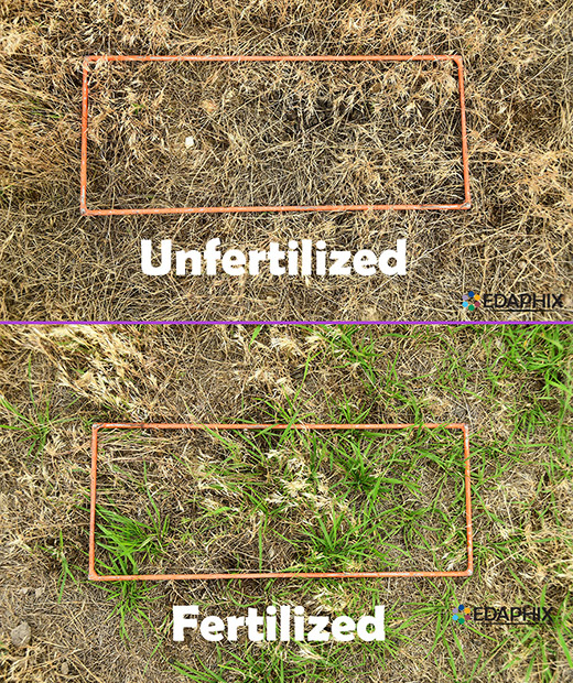 Fertilized vs Unfertilized Pasture
