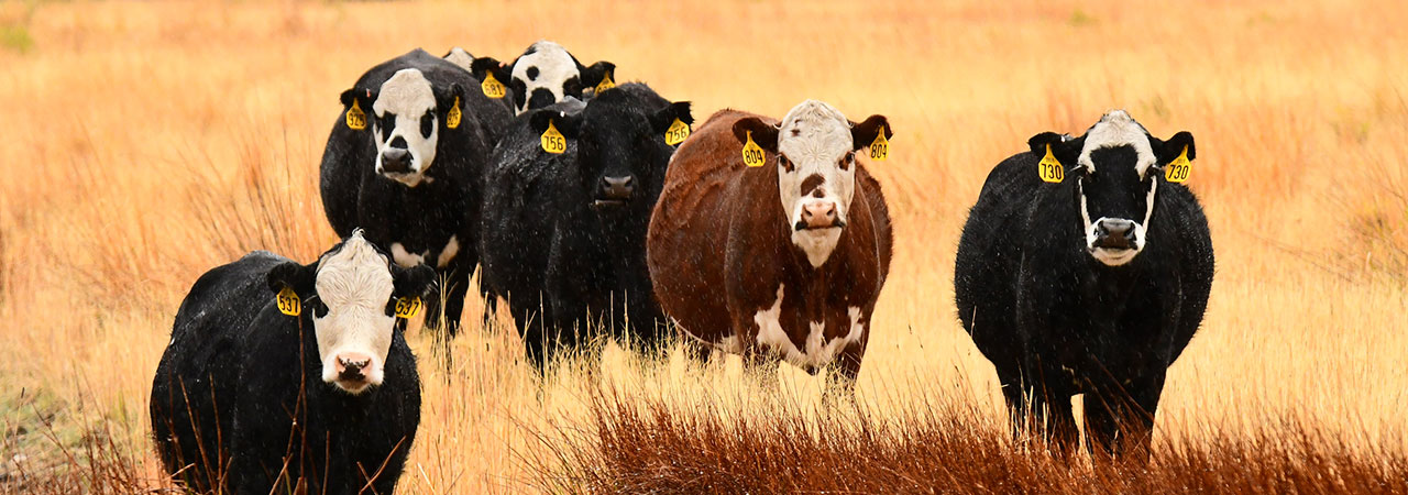 cows in grassland