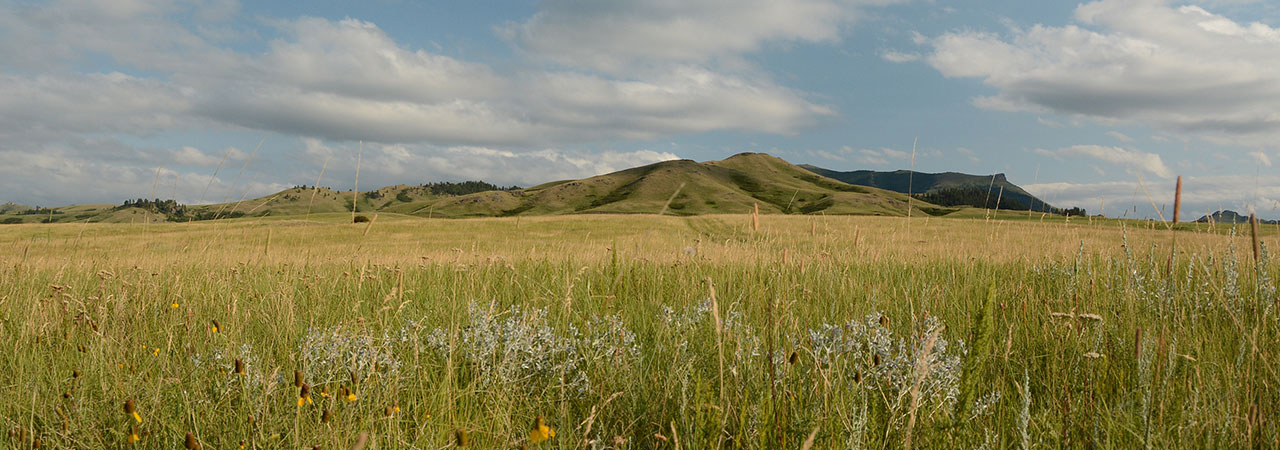 grassland