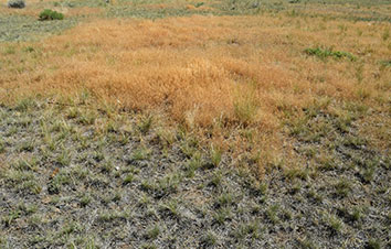 Grasslands in Peril? The Relationship Between Wildfire and Annual Grasses