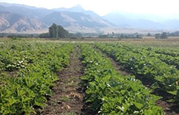 Healthy Soil to Healthy Food: The How Matters