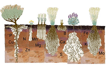 How Do Soils Work?